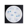 Flower Gel - Blue - 5g